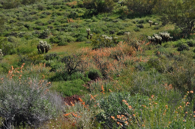 wildflowers